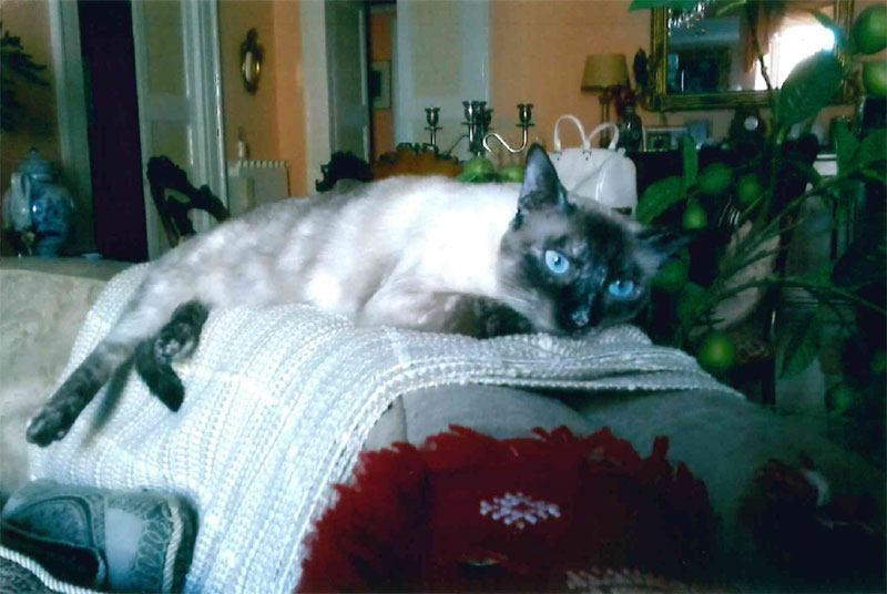 foto gatto